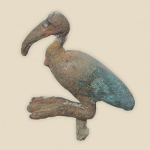 ibis figure